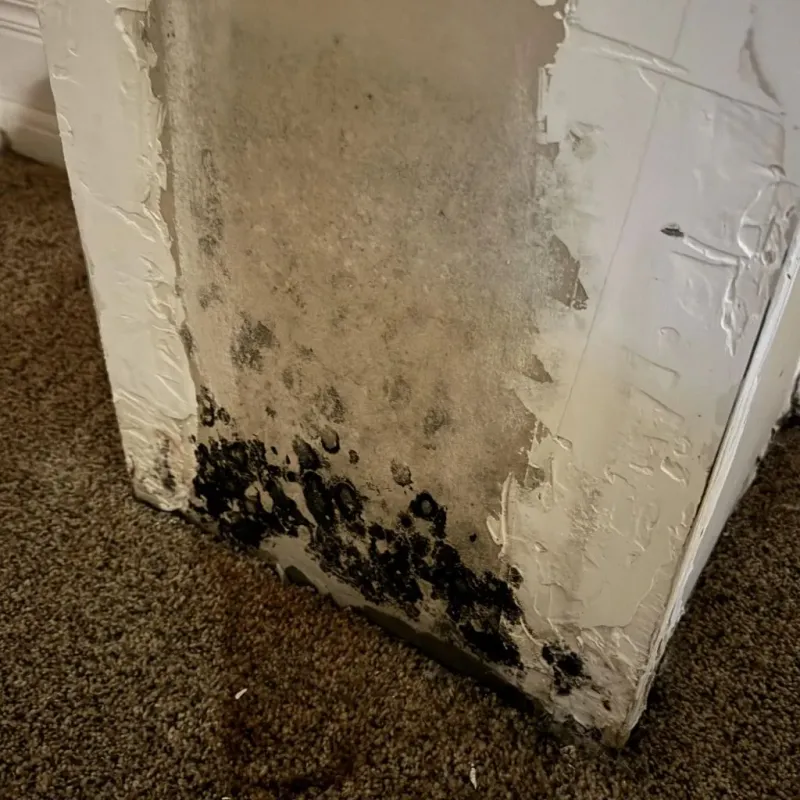 Professional Mold Removal in Diboll, TX